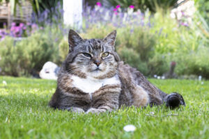 Sina in ihrem Reich, den idyllischen „MeerART-Garten“ in Langenhorn Nordfriesland // Foto: MeerART