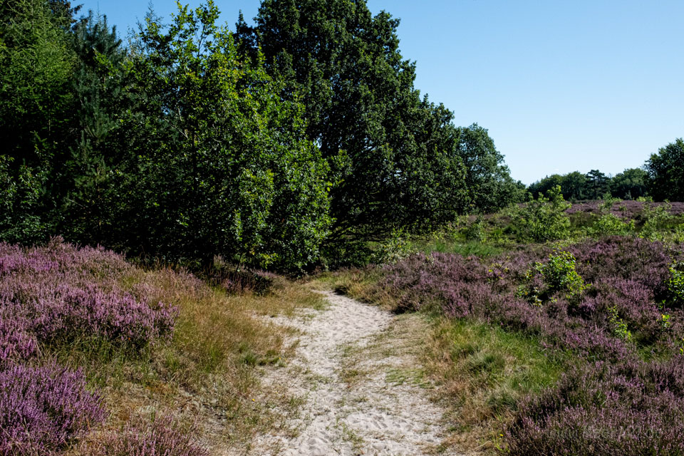 Walk & Talk: Rundwanderung durch das Naturschutzgebiet Langenhorner Heide