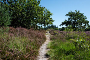 Walk & Talk: Rundwanderung durch das Naturschutzgebiet Langenhorner Heide