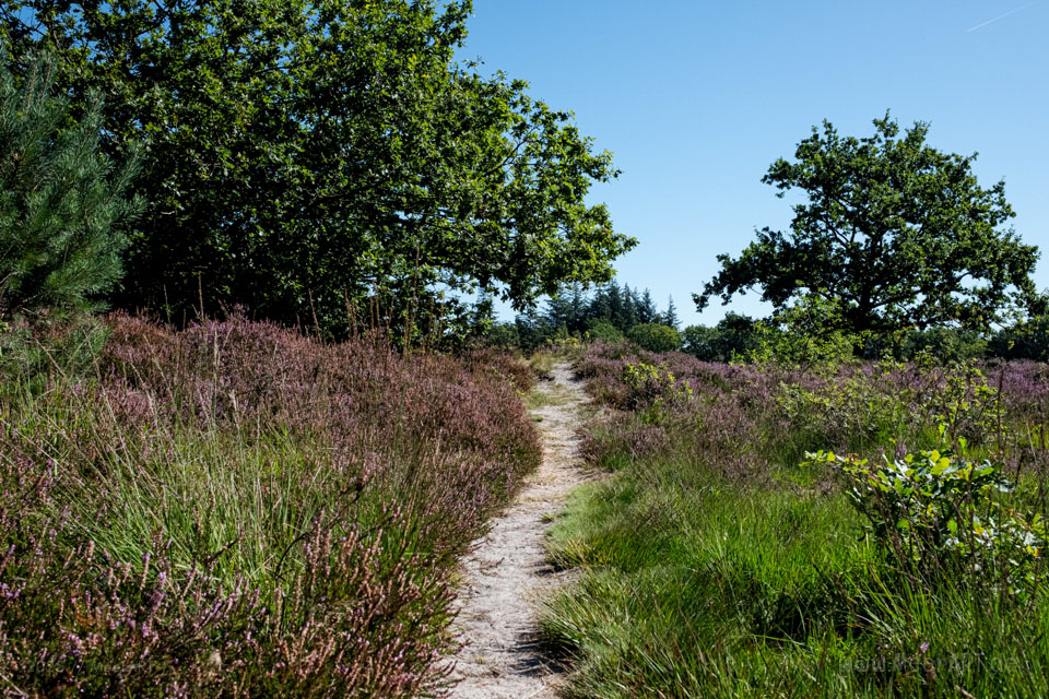 Walk & Talk: Rundwanderung durch das Naturschutzgebiet Langenhorner Heide