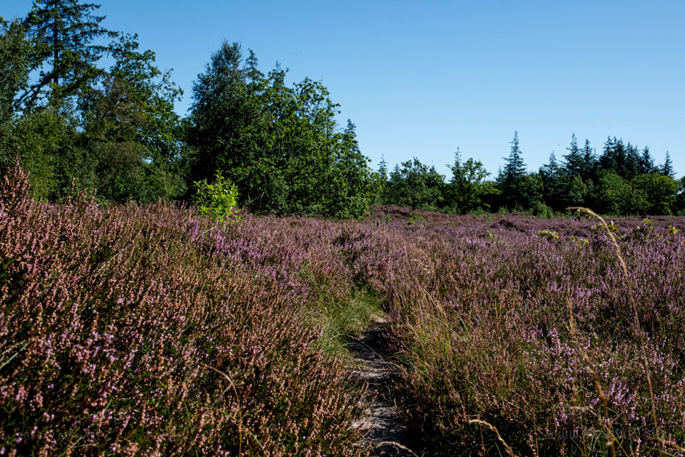 Walk & Talk: Rundwanderung durch das Naturschutzgebiet Langenhorner Heide