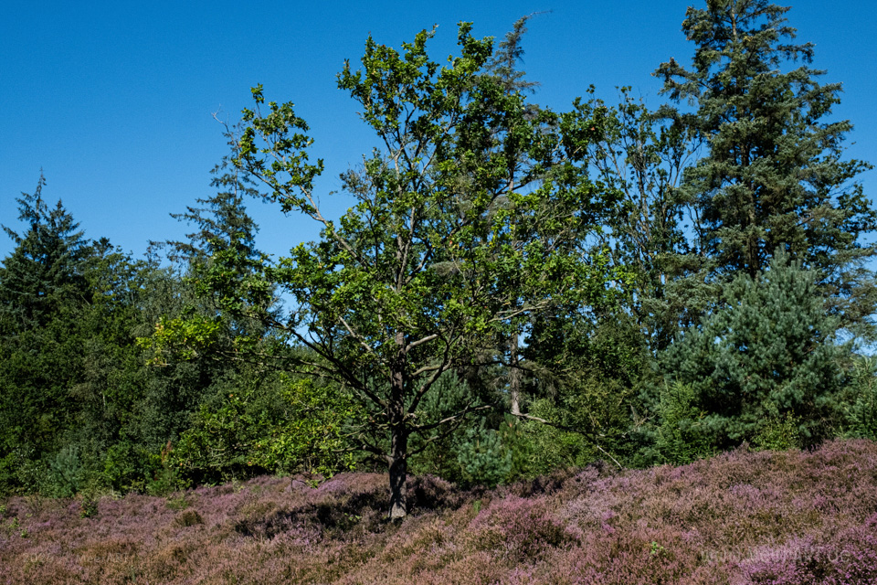 Walk & Talk: Rundwanderung durch das Naturschutzgebiet Langenhorner Heide