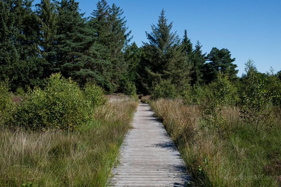 Walk & Talk: Rundwanderung durch das Naturschutzgebiet Langenhorner Heide