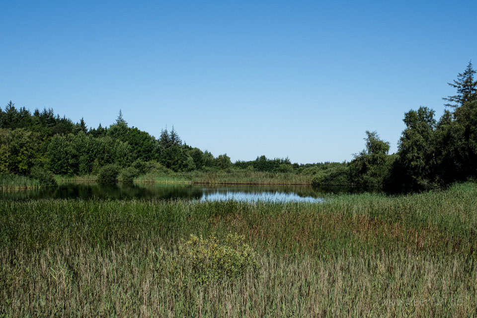 Walk & Talk: Rundwanderung durch das Naturschutzgebiet Langenhorner Heide