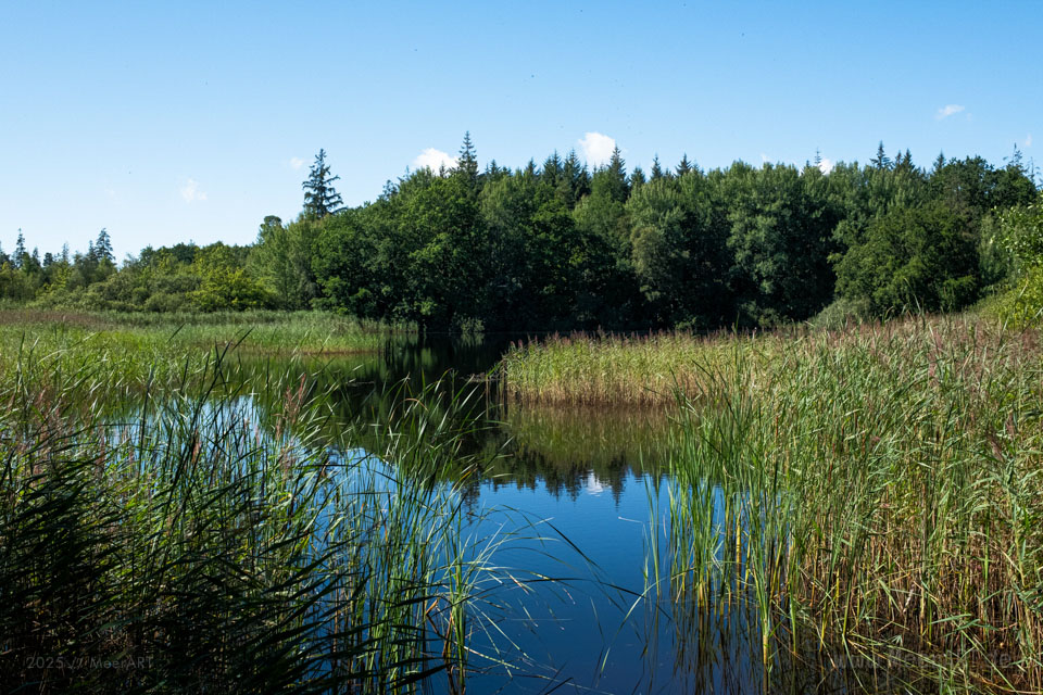 Walk & Talk: Rundwanderung durch das Naturschutzgebiet Langenhorner Heide