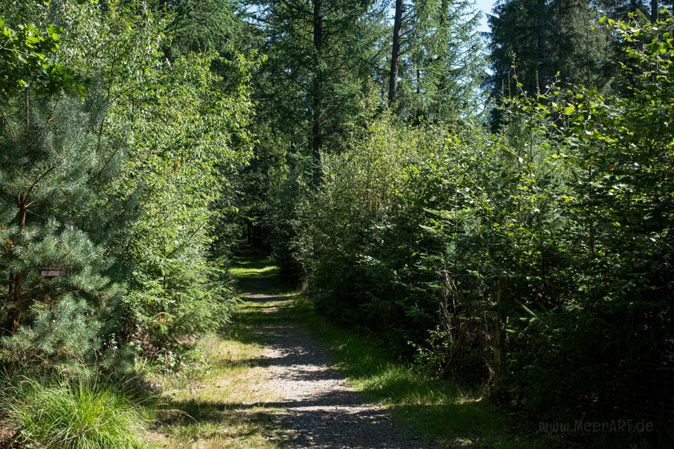 Walk & Talk: Rundwanderung durch das Naturschutzgebiet Langenhorner Heide