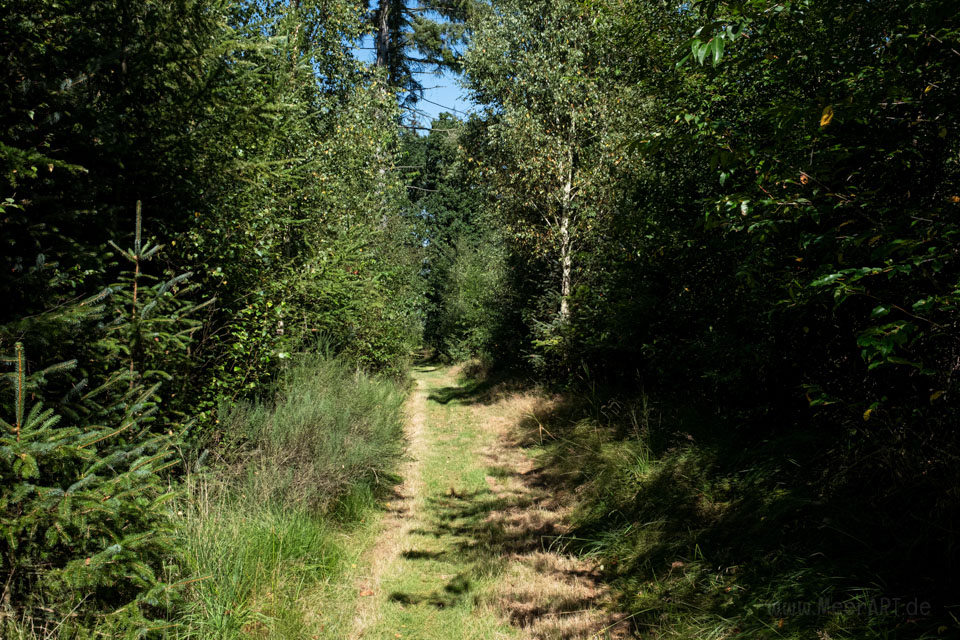 Walk & Talk: Rundwanderung durch das Naturschutzgebiet Langenhorner Heide
