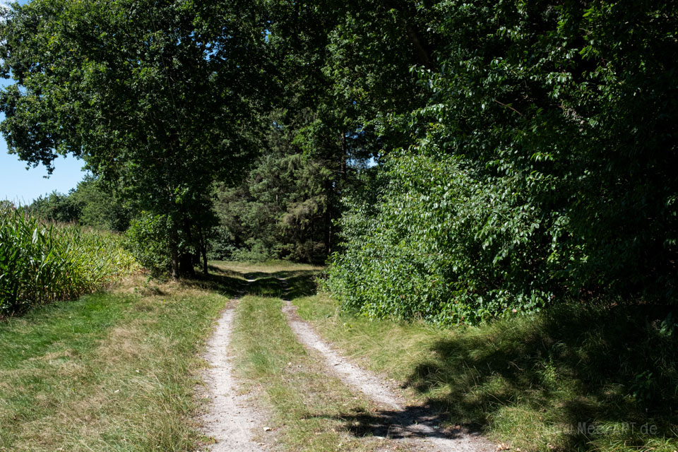 Walk & Talk: Rundwanderung durch das Naturschutzgebiet Langenhorner Heide