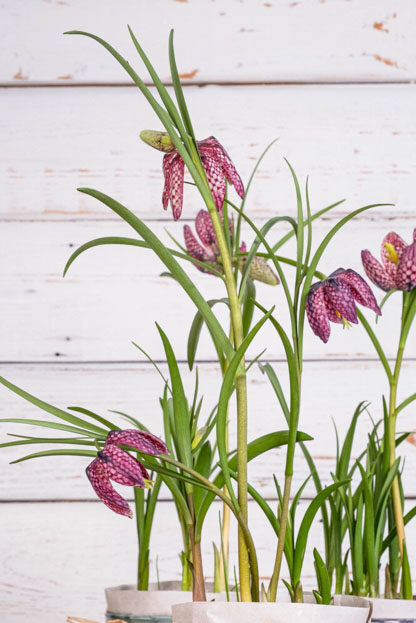 LandGang Fotostrecke - Osterdeko - Der Frühling zieht ein - Heft02/24 // Foto: MeerART / Ralph Kerpa