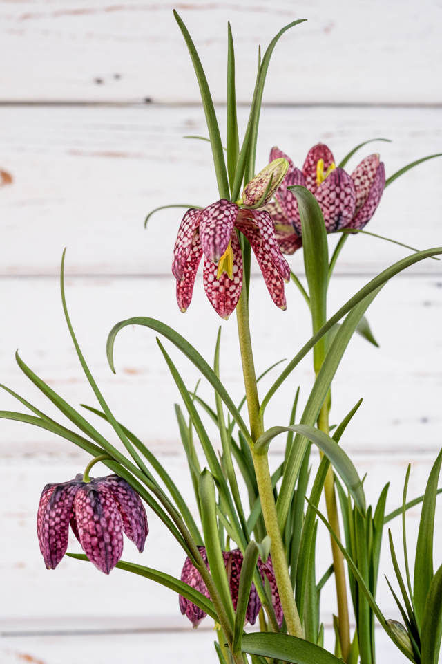 LandGang Fotostrecke - Osterdeko - Der Frühling zieht ein - Heft02/24 // Foto: MeerART / Ralph Kerpa