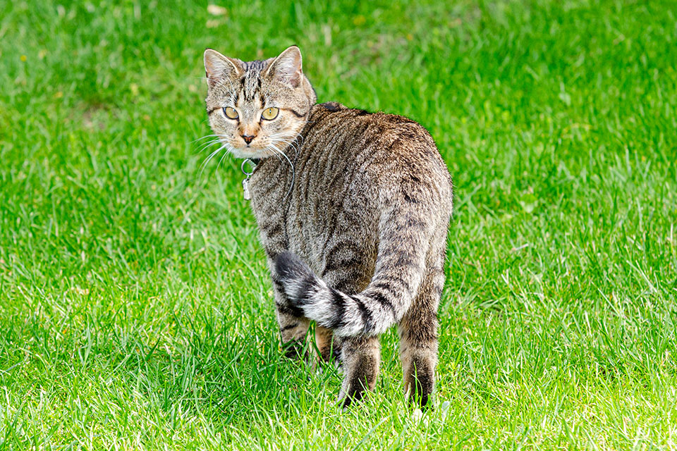 Katze Sina im Garten // Foto: MeerART / Ralph Kerpa