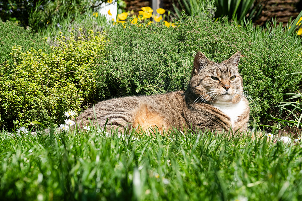 Katze Sina im Garten // Foto: MeerART / Ralph Kerpa