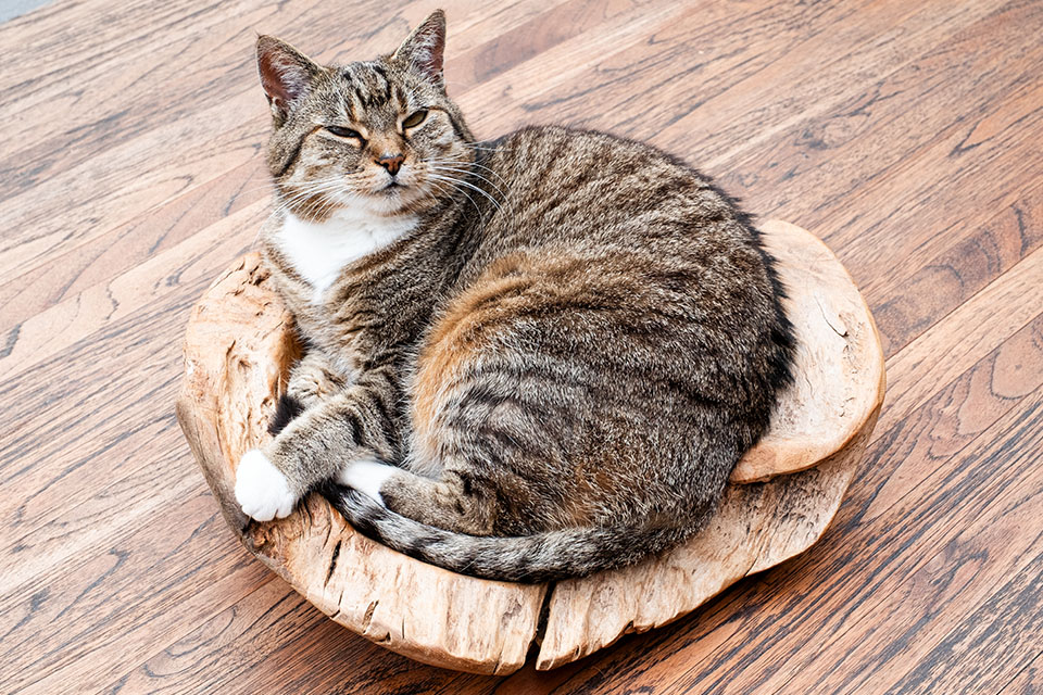 Katze Sina im Garten // Foto: MeerART / Ralph Kerpa