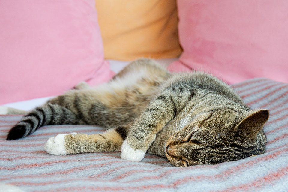 Katze Sina // Foto: MeerART / Ralph Kerpa