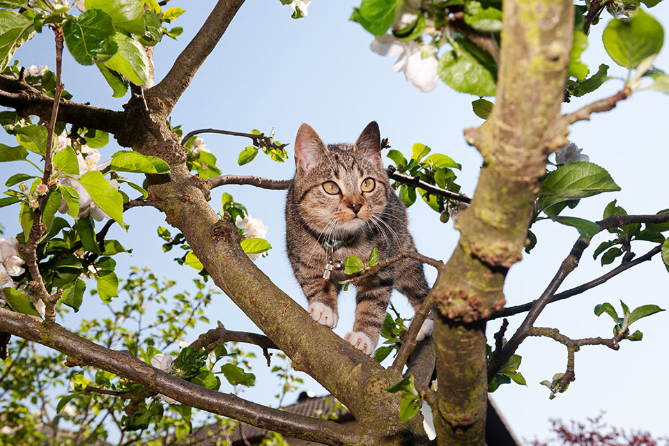 Katze Sina im Garten // Foto: MeerART / Ralph Kerpa