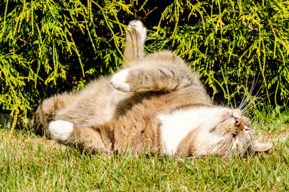 Katze Sina im Garten // Foto: MeerART / Ralph Kerpa