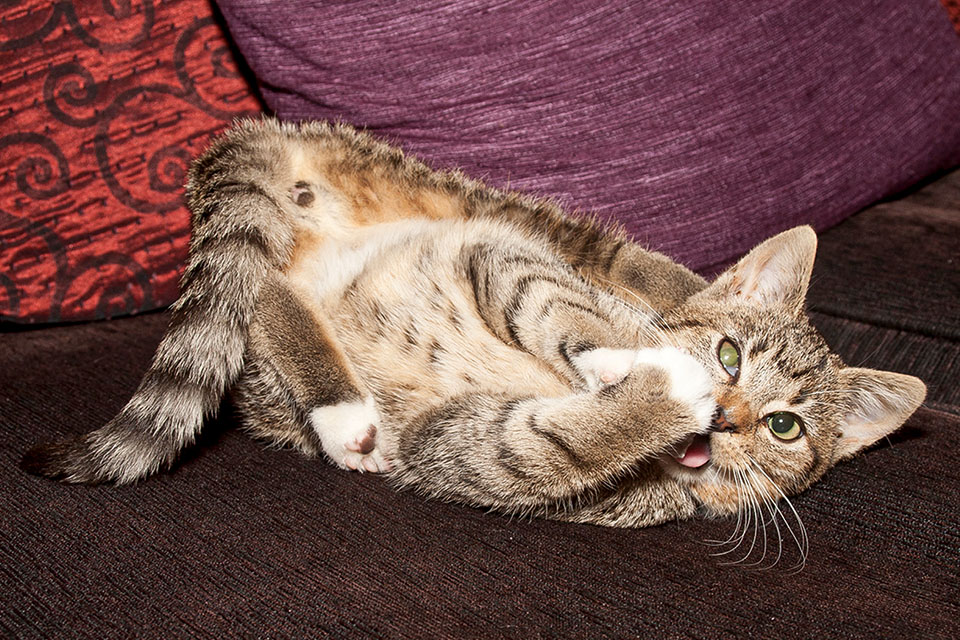Katze Sina im Garten // Foto: MeerART / Ralph Kerpa